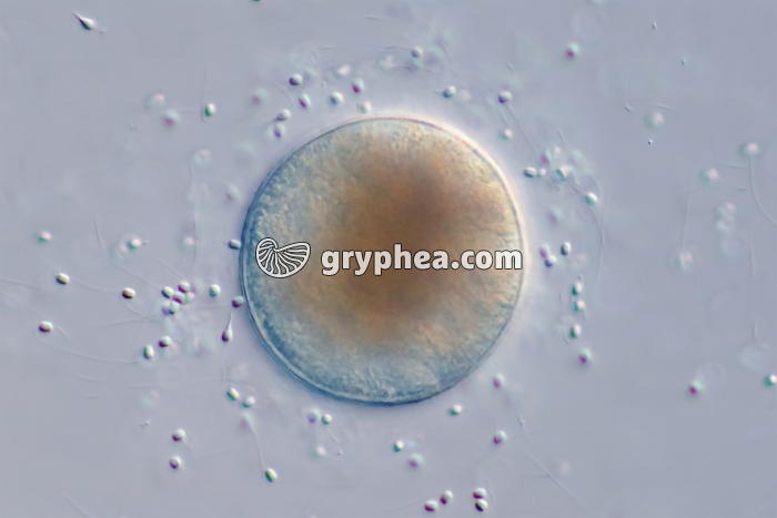 Fécondation chez la Moule (Mytilus edulis) x125 - gryphea.org